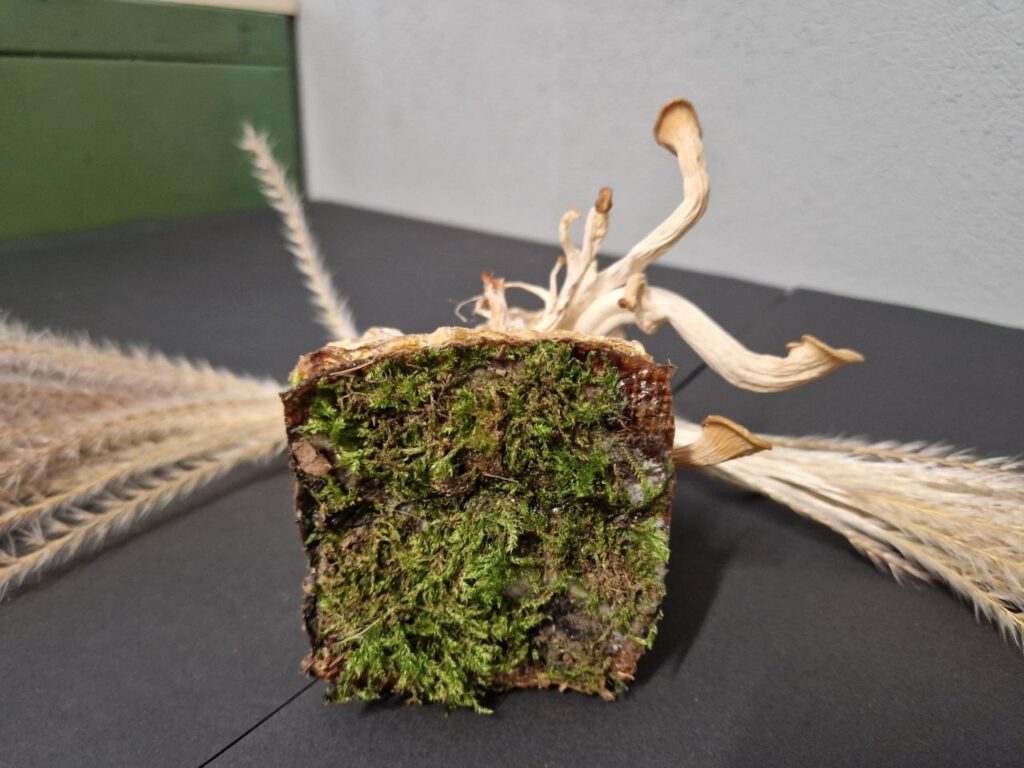 “Symbiotischer Filtrierer I”
Myzel, Moos, Pflanzenmaterial, AgarAgar, getrockneter Fruchtkörper, 2026