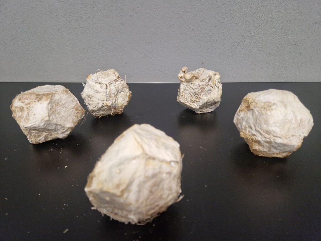 Mycelium Polyhedra, 2026. Five sculptural bodies grown from Pleurotus ostreatus mycelium and hemp-based substrate. Although cultivated under comparable conditions, each body develops an individual surface, density and material expression.